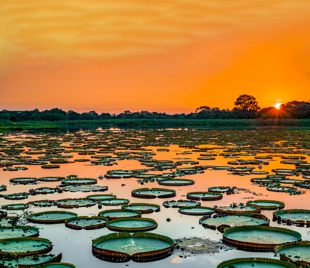 pantanal brazil